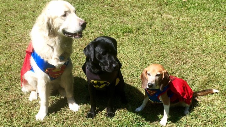 LAb research dogs rescued