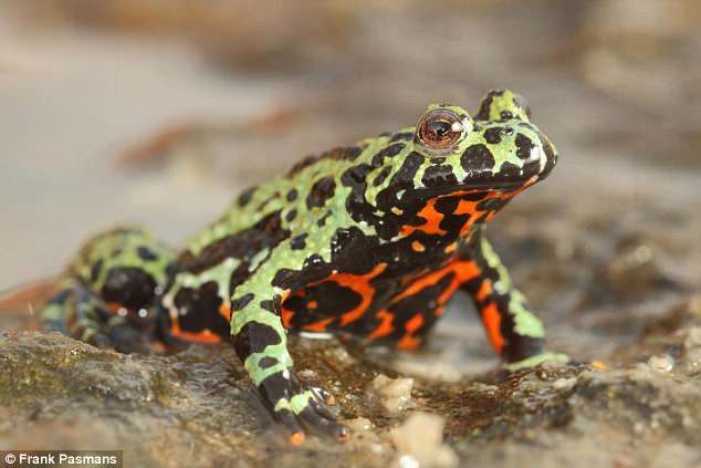 Click to enlarge The findings that a fungis affecting frogs originated in Korea offer 'strong evidence for a ban on trade in amphibians from Asia, due to the high risk associated with exporting previously unknown strains of chytrid out of this region,' the study said