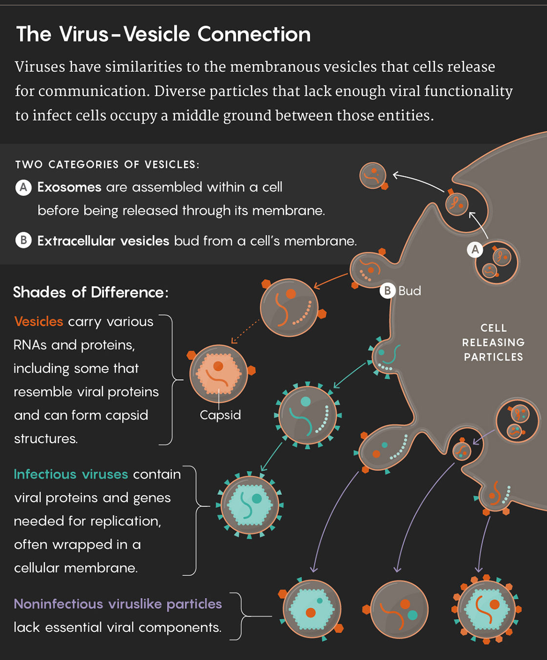virus vesicle connection