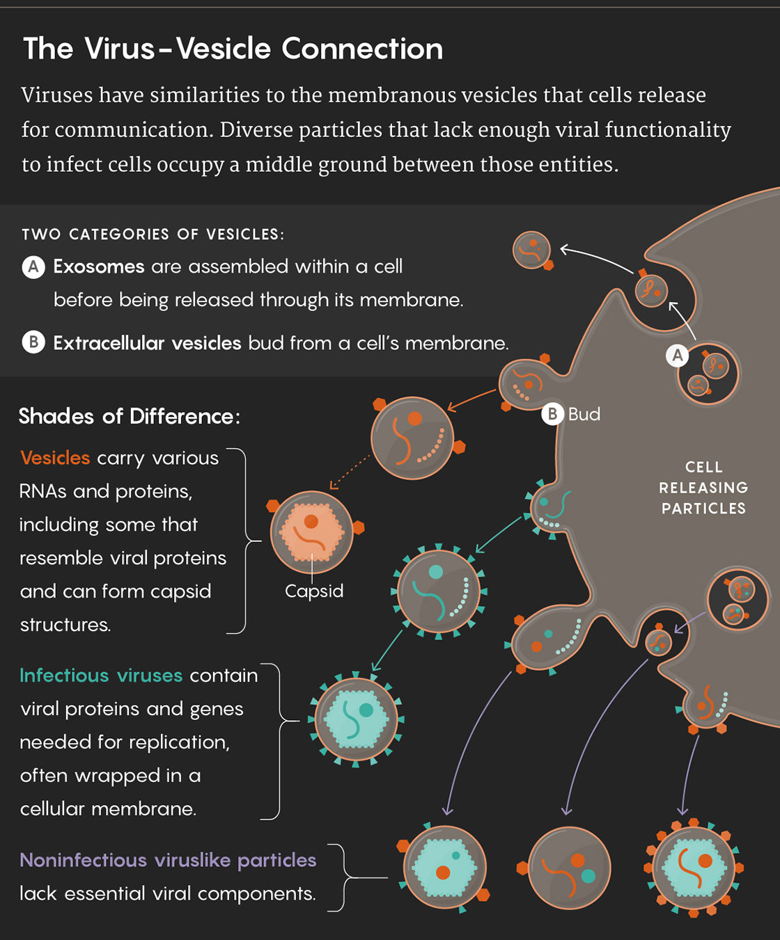 Click to enlarge virus vesicle connection