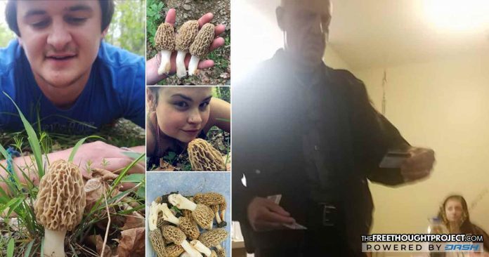mushroom arrest