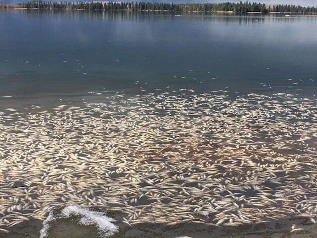 Thousands of dead fish have surfaced in three Central Alberta ponds and lakes because of winterkill.