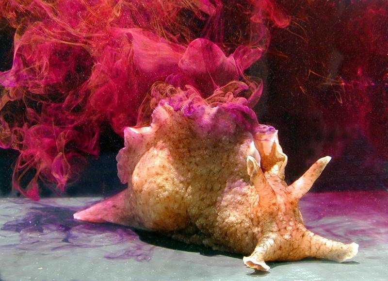 Click to enlarge sea snail
