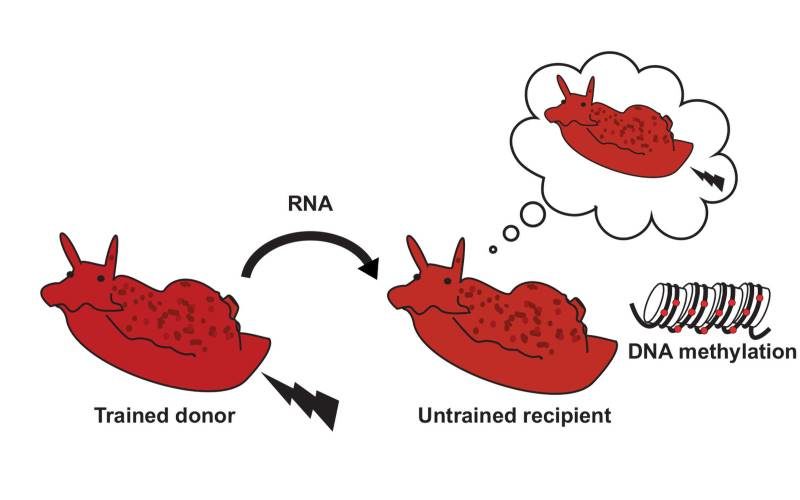 Click to enlarge rna memory transfer sea snail