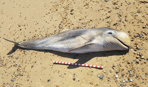 Risso Dolphin washed ashore Great Yarmouth beach
