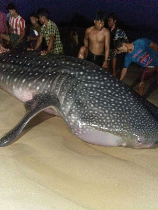 Click to enlarge Dead body of the whale shark in Daminsake beach