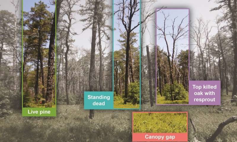 Click to enlarge forest fire recovery
