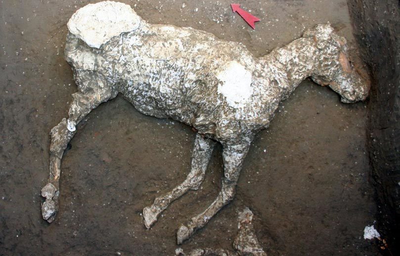 horse fossil pompeii