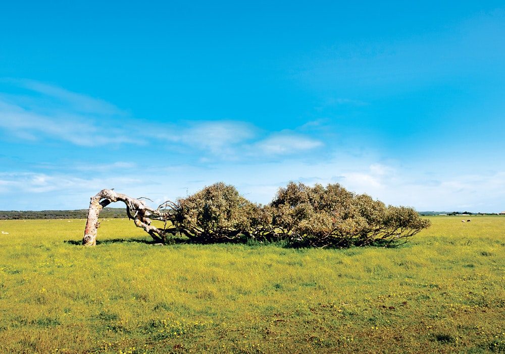 windblown tree