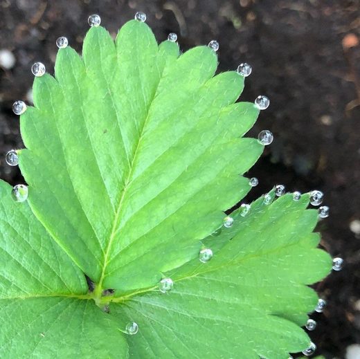 Click to enlarge drops of water