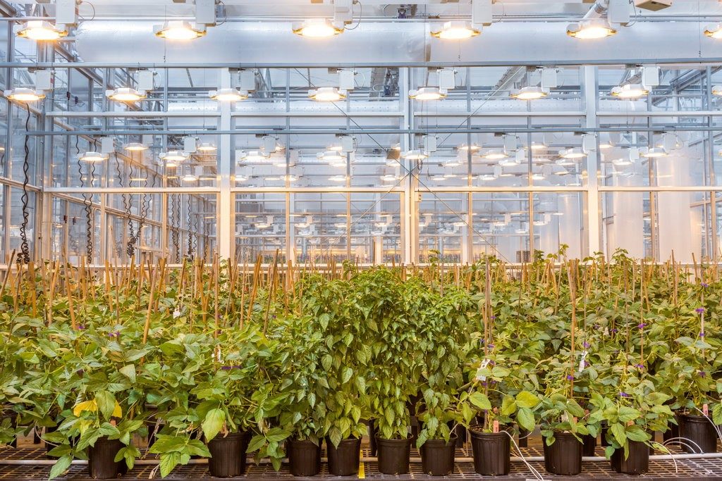 Click to enlarge GMO crops