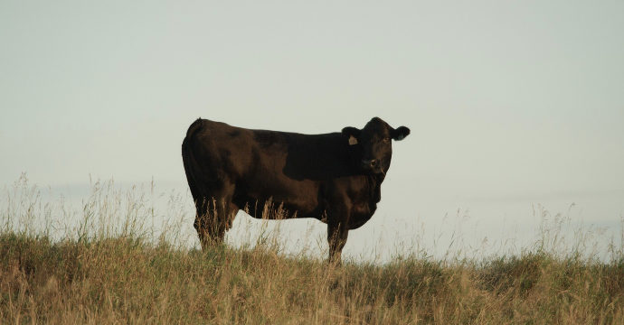 Click to enlarge cows