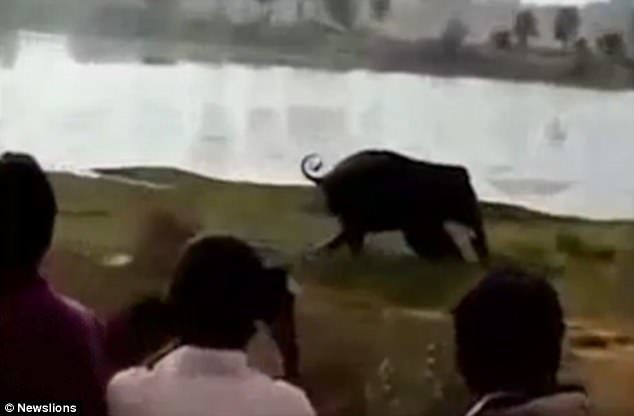 the giant animal rapidly charges towards the group and in no time the elephant catches up with the limping man and brutally tramples him to death