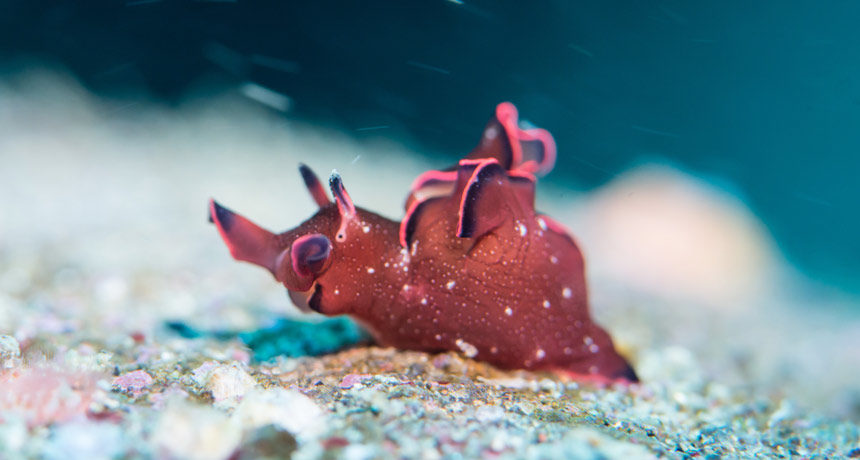 Click to enlarge sea slug