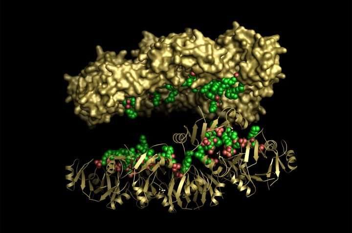 Tobacco peptide