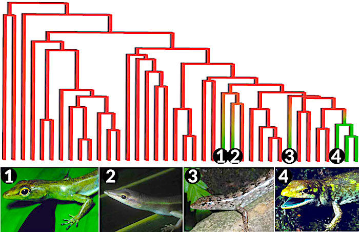 Click to enlarge lizard chart