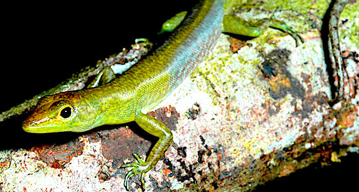 GreenLizard