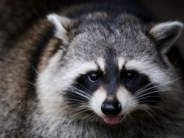 raccoon
