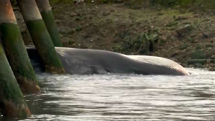 Dead whale