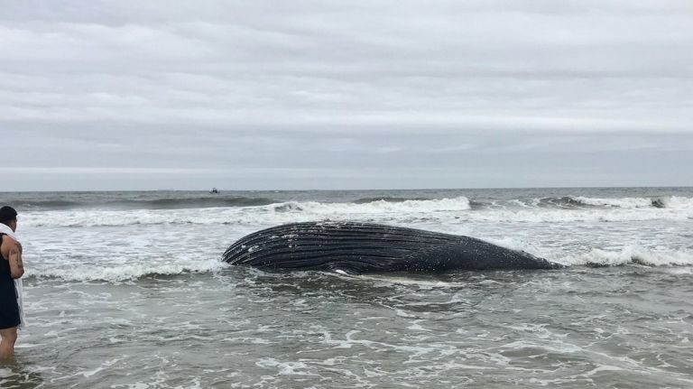 The carcass of a juvenile whale that officials said is possibly a humpback, lays in the Long Beach surf on Friday, May 18, 2018. Marine experts will conduct tests on the whale on Saturday, May 19, 2018.