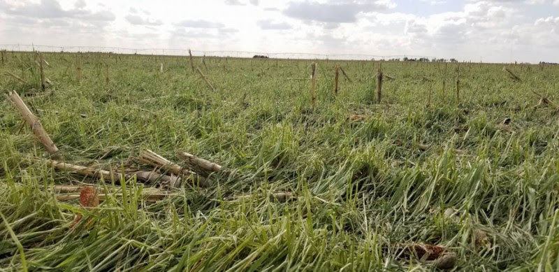 Hail damaged field at Rich and Glenda Randall's near Scott City, Kansas.