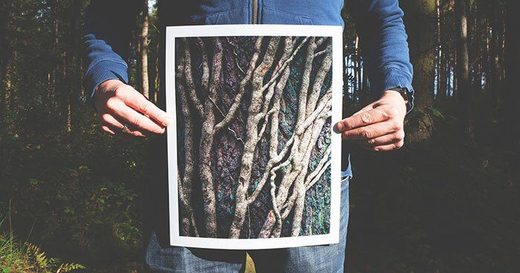 Trees talk, communicating often and over vast distances.