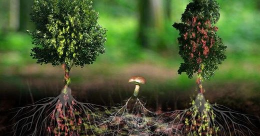 mycelium
