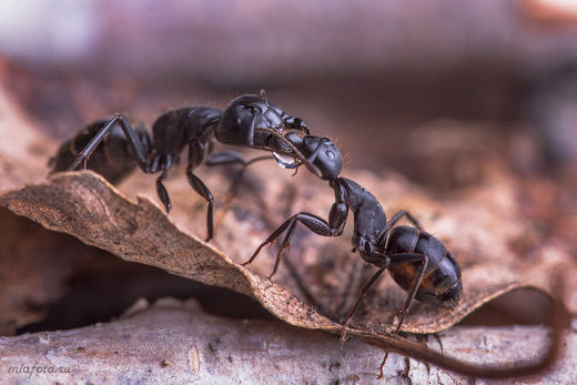 Click to enlarge Ants, macro