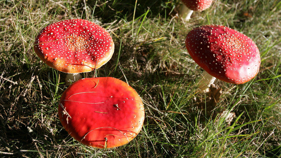 mushrooms