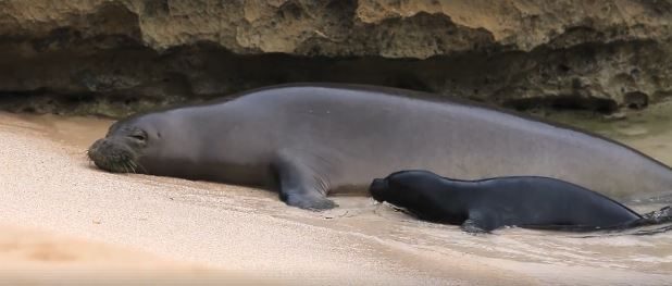 Ua Malie previously seen resting with her pup on a beach.