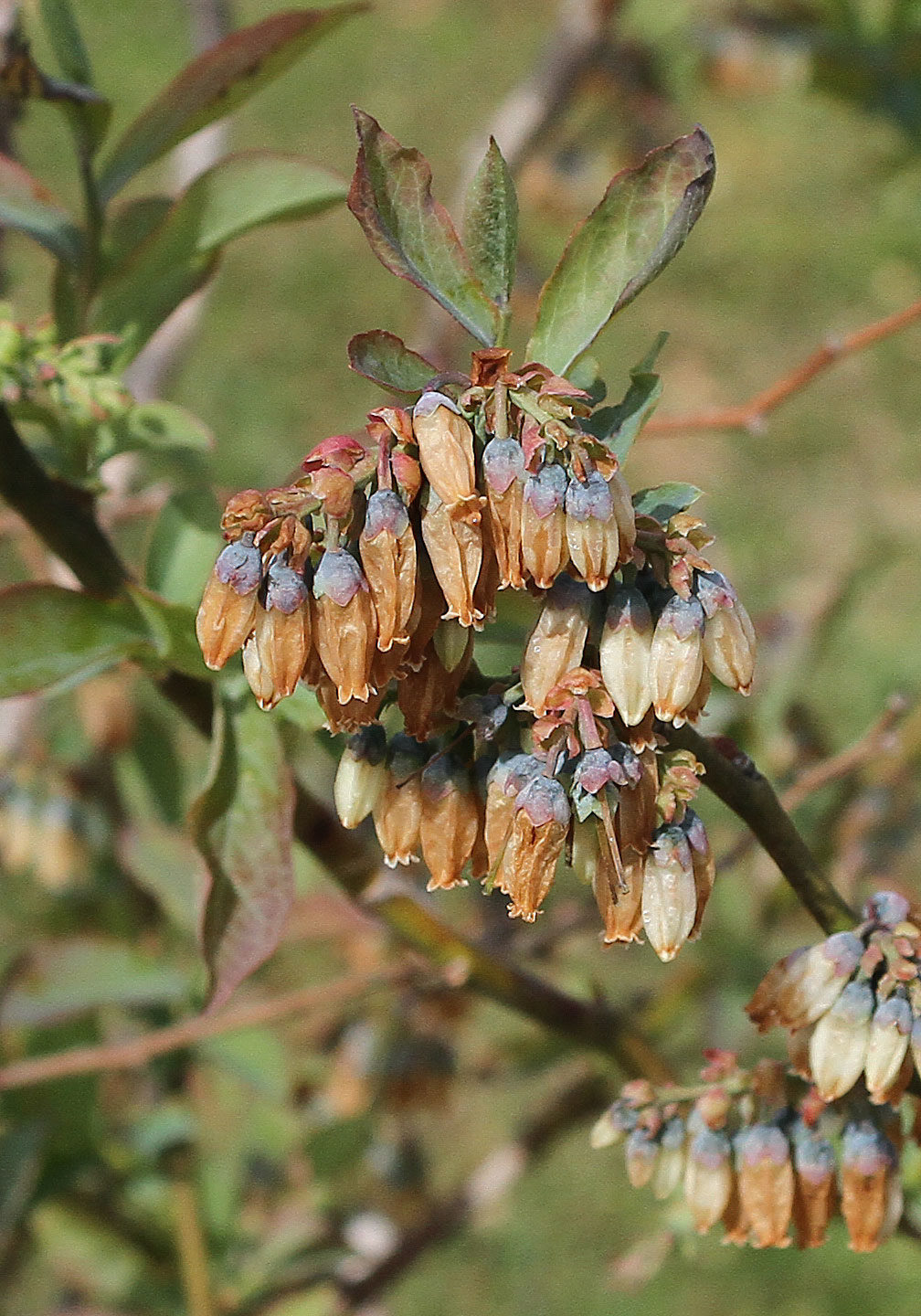 Click to enlarge Blueberry blooms damaged by the April 6th freeze.
