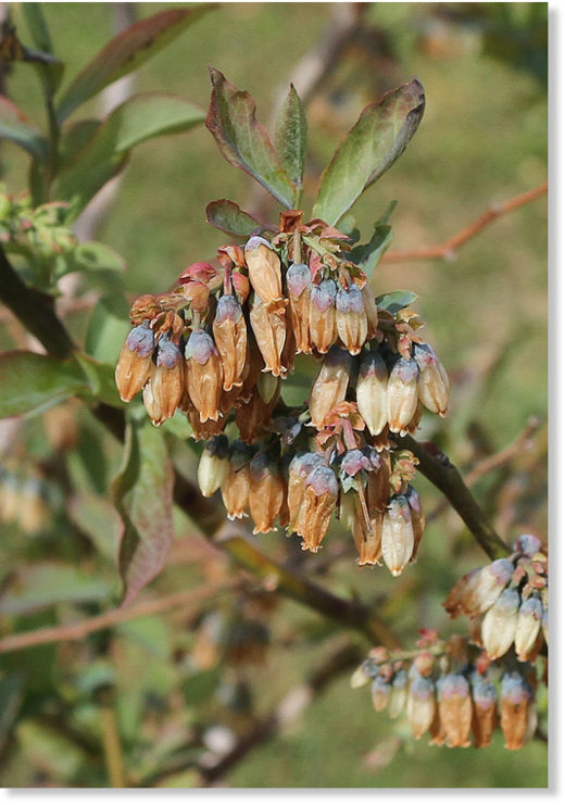 Blueberry blooms damaged by the April 6th freeze.