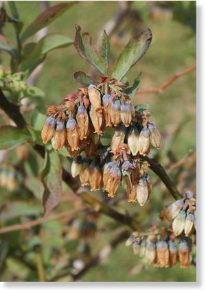 Blueberry blooms damaged by the April 6th freeze.