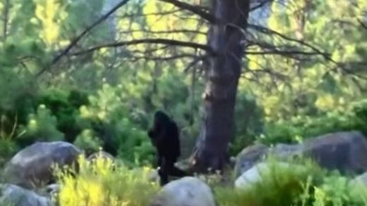 Bigfoot3