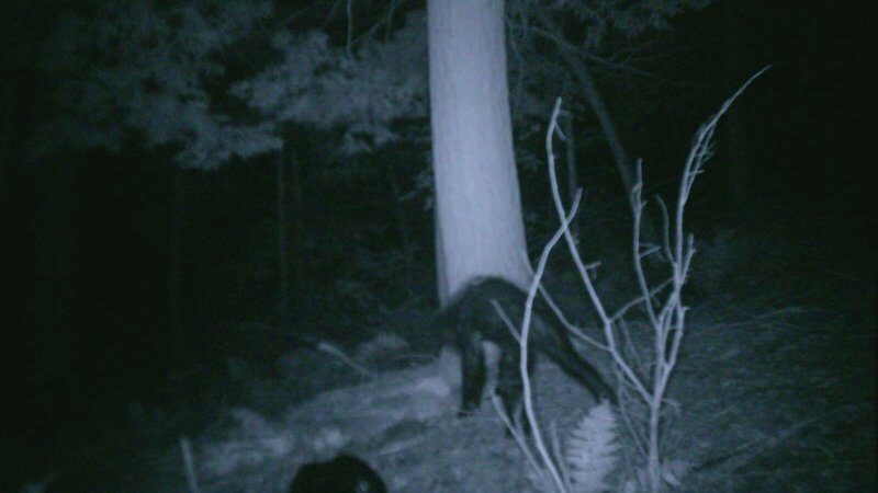 Bigfoot5