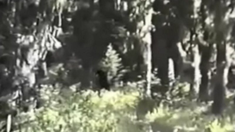 Bigfoot5