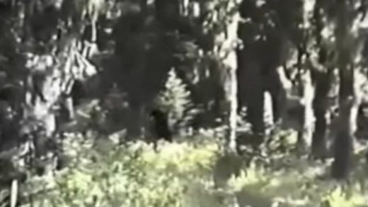 Bigfoot5