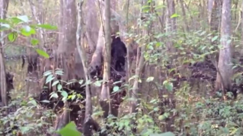 Bigfoot6