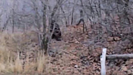 Bigfoot7