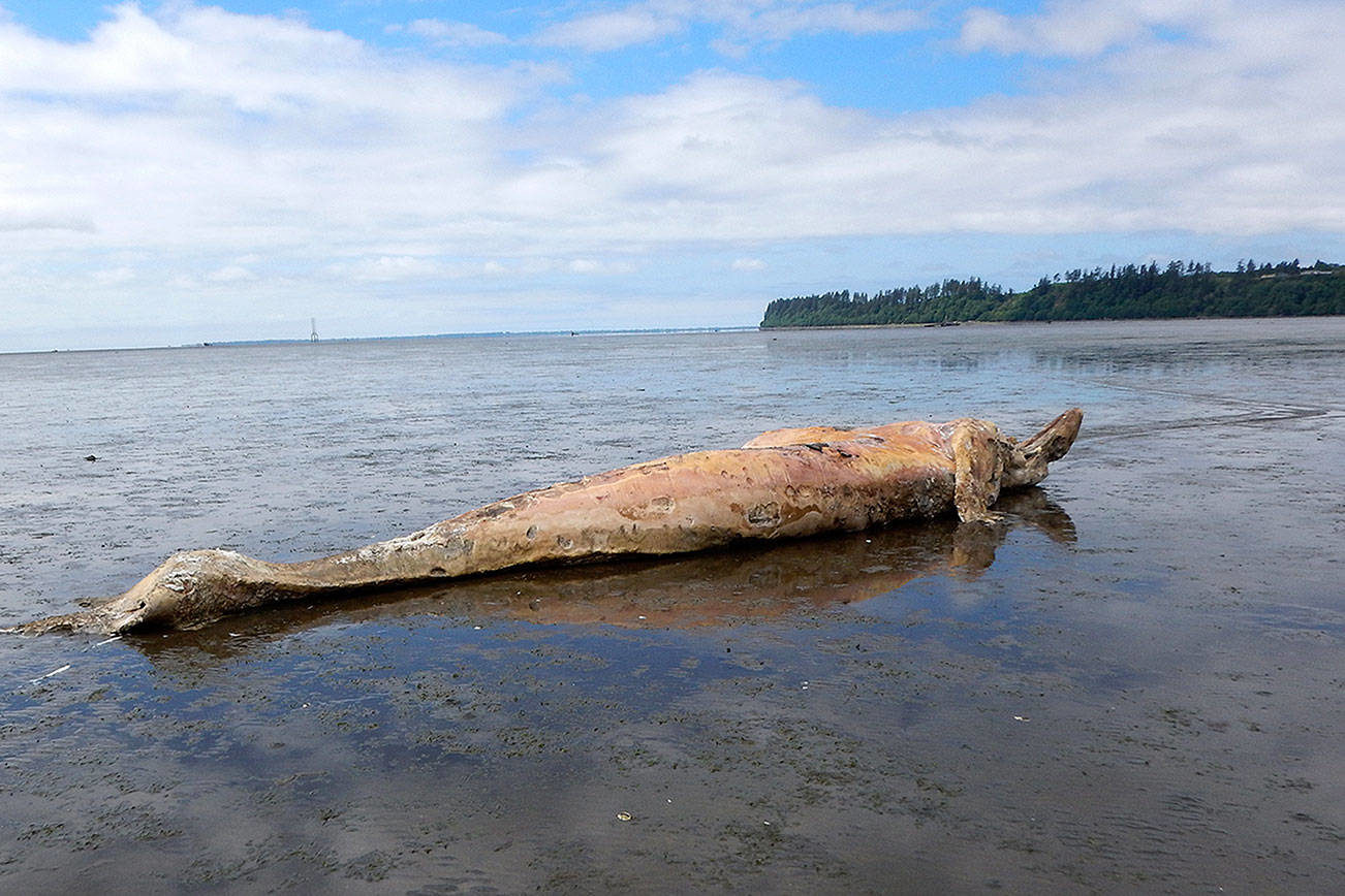 female gray whale