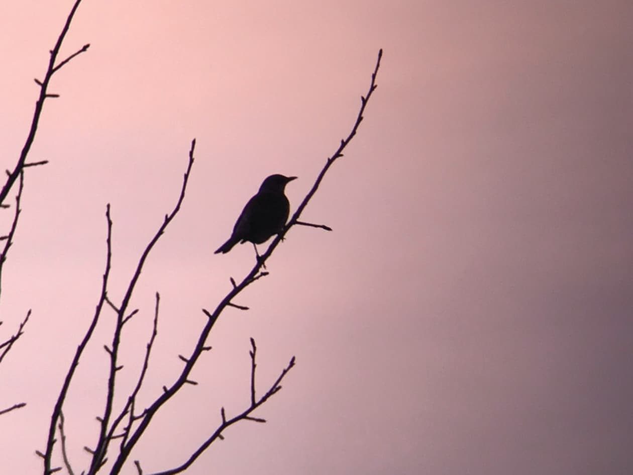 A silhouetted Fieldfare