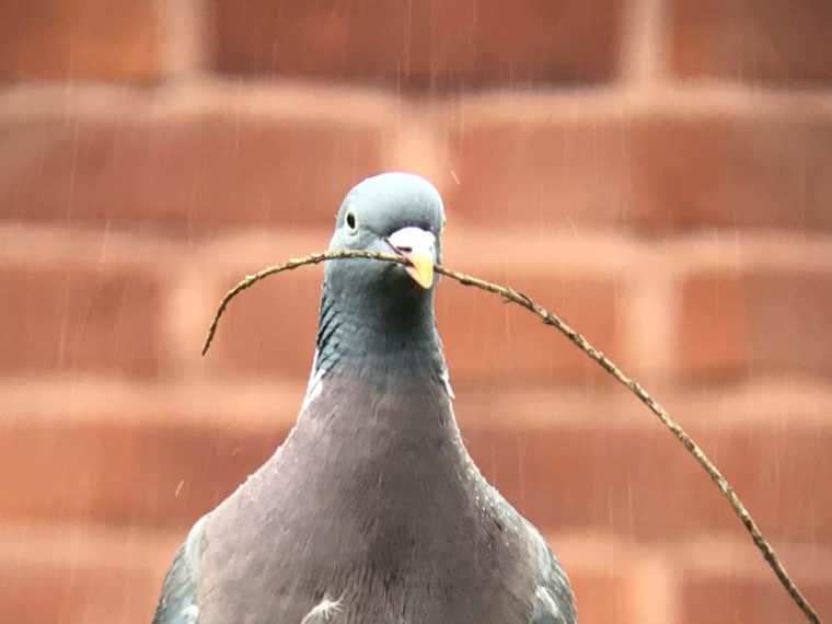 Click to enlarge A Wood Pigeon photographed by Joe Harkness while birdwatching. Meeting like-minded people helped his recovery