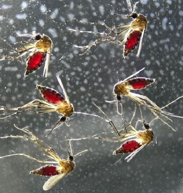Click to enlarge Aedes aegypti mosquitoes