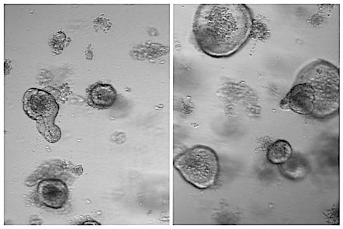 Click to enlarge Stem Cells
