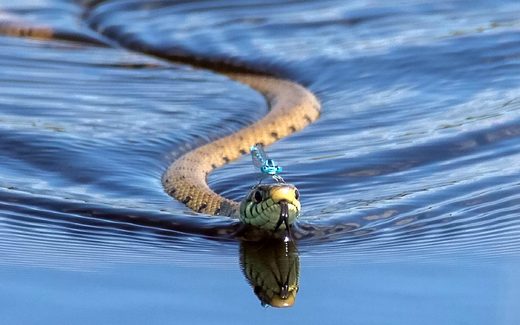 Click to enlarge Snake swimmer