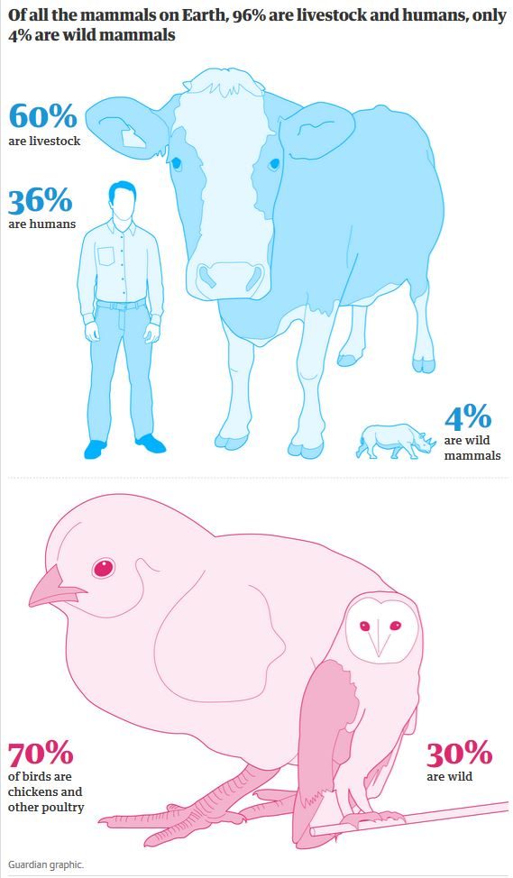 Click to enlarge animals mammals