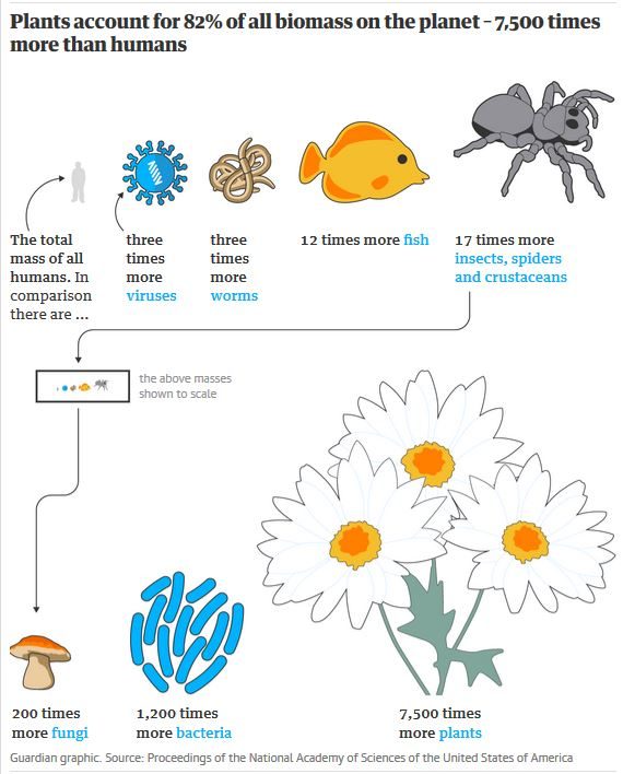 Click to enlarge plants biomass