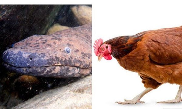 giant salamander chicken