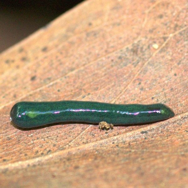 Click to enlarge blue green worm