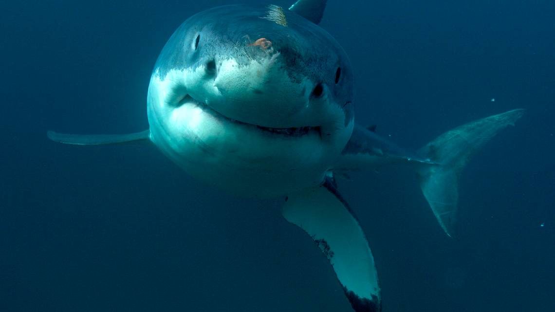 SHARK
